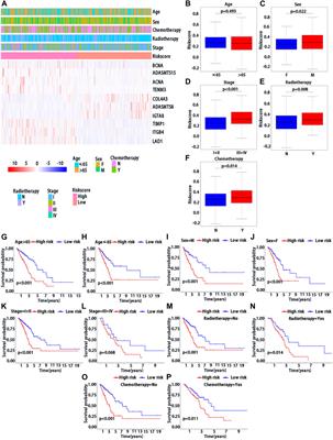 Prognostic roles of a novel basement membranes-related gene signature in lung adenocarcinoma